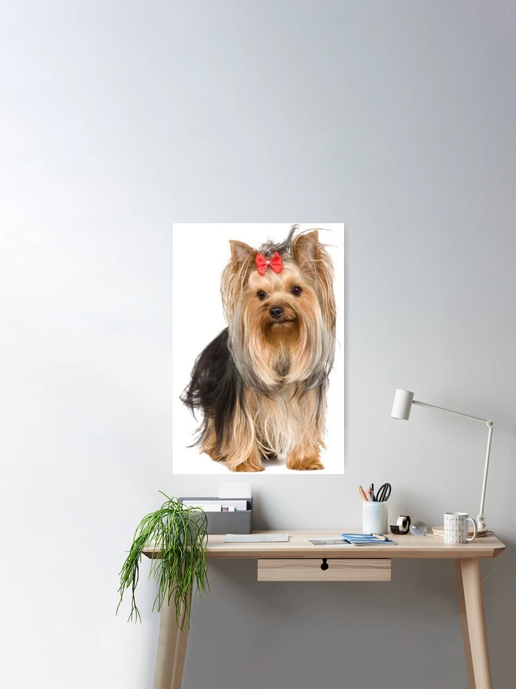 Yorkshire Terrier Hund Haustiere Hunde süß süß | Poster