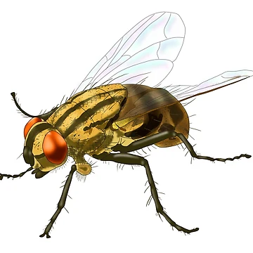 Artwork thumbnail, House Fly, Insect by ScienceSource