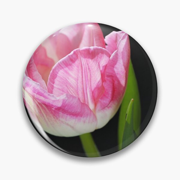 Item preview, Pink With Soft White Tulip designed and sold by Joy Watson - Natural Light Photography .