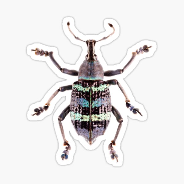 Magnificent Weevil (Eupholus magificus) Sticker