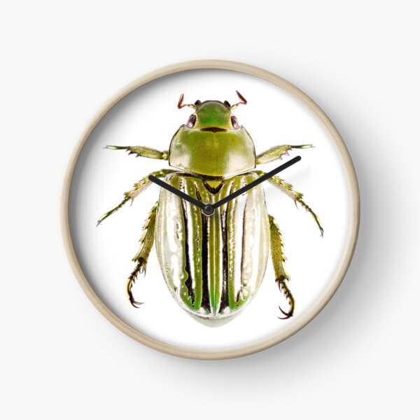 Coléoptère glorieux (Chrysina gloriosa) Horloge