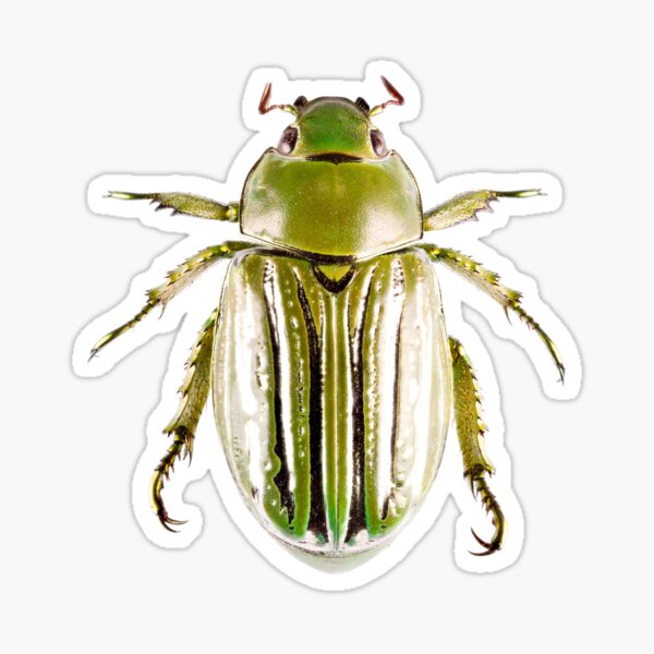 Glorious Beetle (Chrysina gloriosa) Sticker