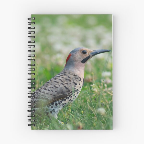 Item preview, A Northern Flicker designed and sold by alexandracpinto.