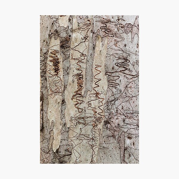 Tree Lines 14 Photographic Print