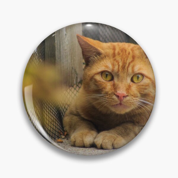Item preview, Orange Tabby designed and sold by alexandracpinto.