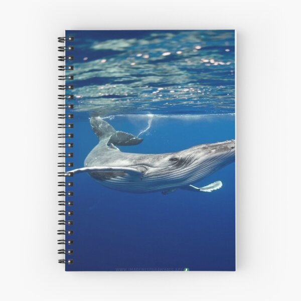 Item preview, Calf, whale, sea, designed and sold by RenatoGuzman.