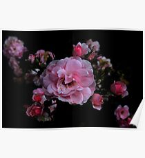 Rose Garden Poster