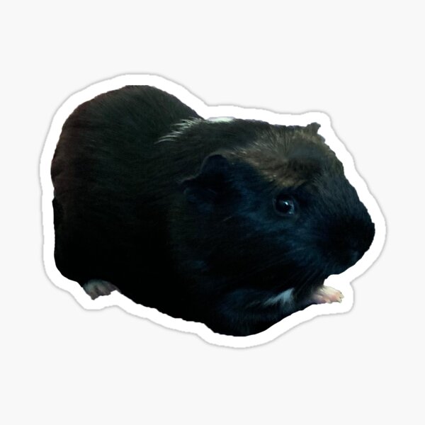 American Guinea Pig Sticker