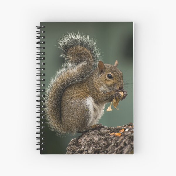 Item preview, Grey squirrel eating a nut designed and sold by Zina Stromberg.