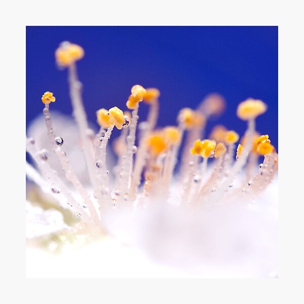 Prettty Flower Close-Up - Floral Photography Photographic Print