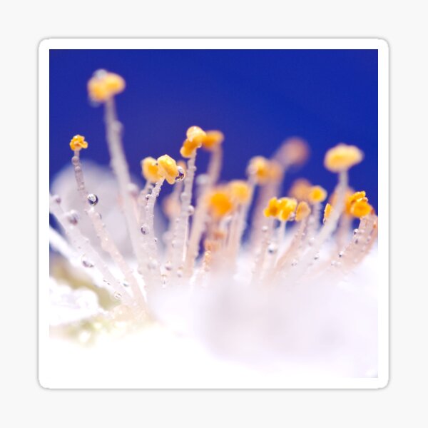 Prettty Flower Close-Up - Floral Photography Sticker