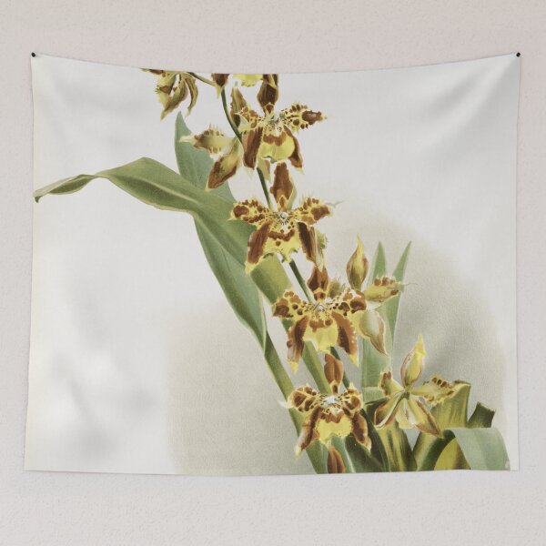 Item preview, Reichenbachia: Orchids Illustrated and Described designed and sold by EsotericBotanic.
