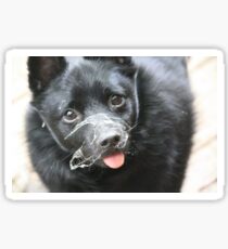 Web Hound Sticker