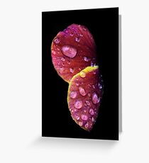 Untitled Greeting Card