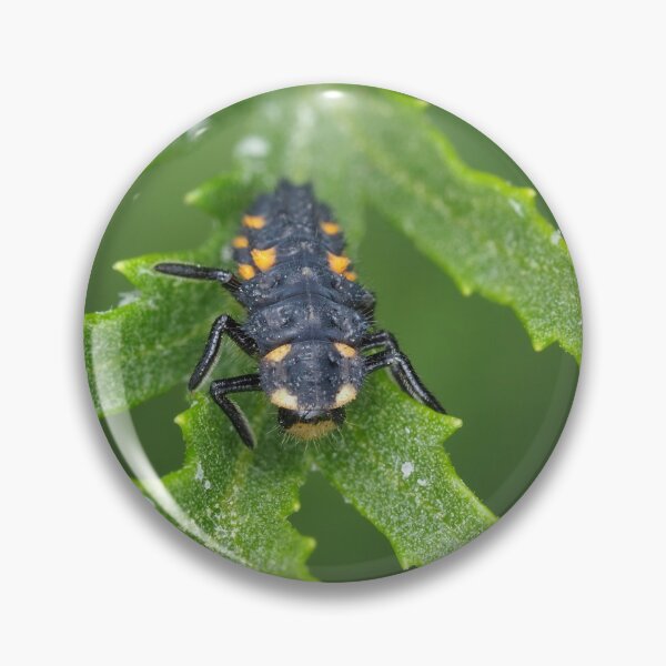 Item preview, Larva of Coccinella septempunctata (seven-spotted ladybug) designed and sold by SDym Photography.