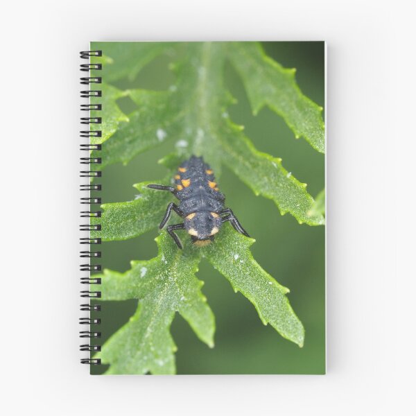 Item preview, Larva of Coccinella septempunctata (seven-spotted ladybug) designed and sold by SDym Photography.