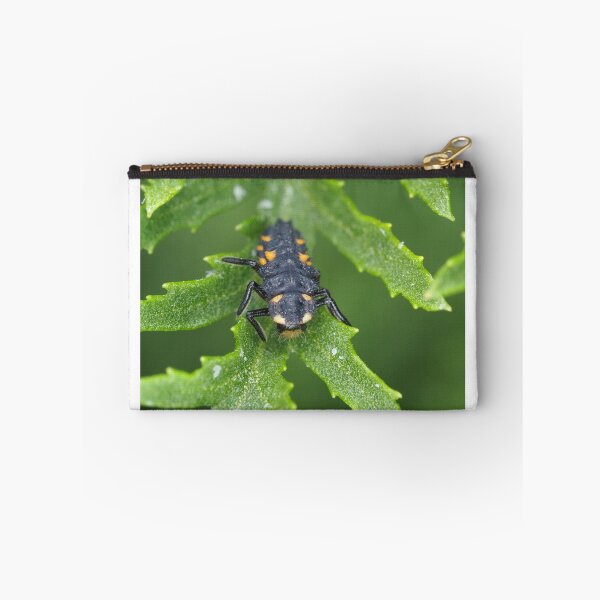 Item preview, Larva of Coccinella septempunctata (seven-spotted ladybug) designed and sold by SDym Photography.