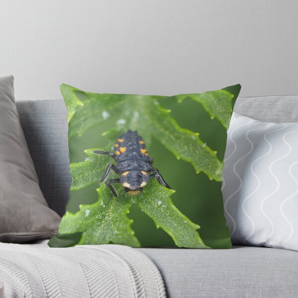 Artikelvorschau, Larve von Coccinella septempunctata (Siebenpunkt-Marienkäfer) entworfen und verkauft von SDym Photography.