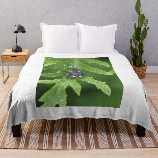 Item preview, Larva of Coccinella septempunctata (seven-spotted ladybug) designed and sold by SDym Photography.
