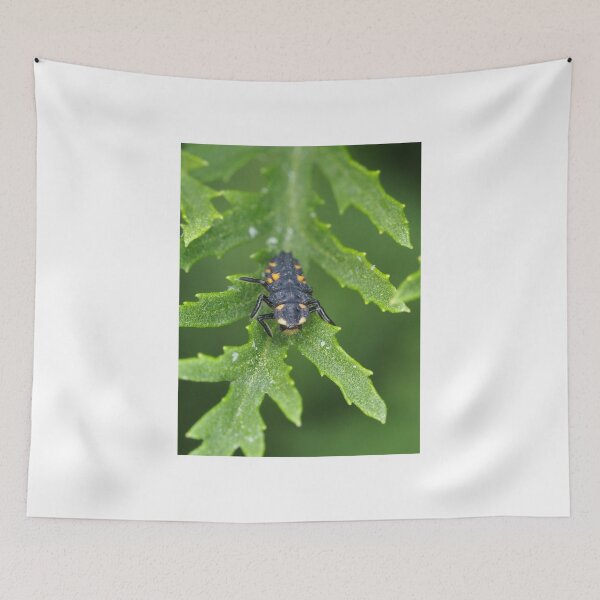 Item preview, Larva of Coccinella septempunctata (seven-spotted ladybug) designed and sold by SDym Photography.