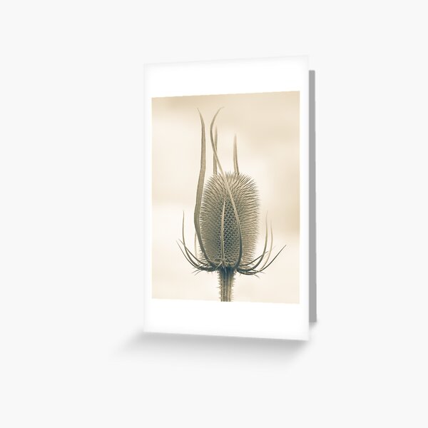 Teasel Study Greeting Card