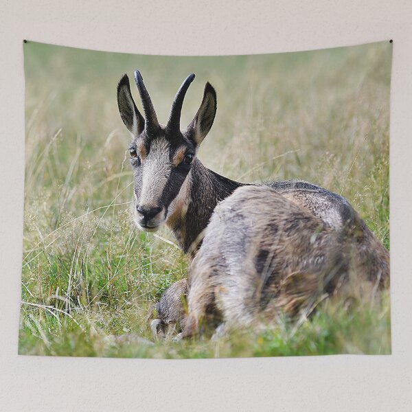 Item preview, Chamois designed and sold by Denis Charmot.