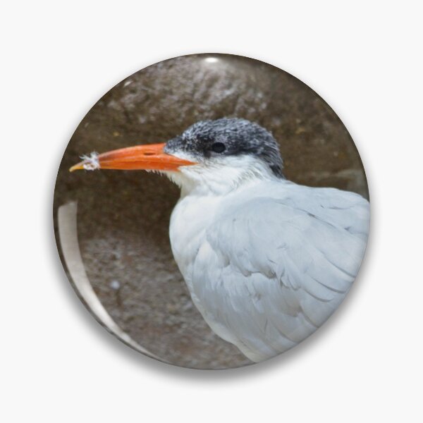 Item preview, Caspian Tern on a Sandy Spot designed and sold by richardbryce.