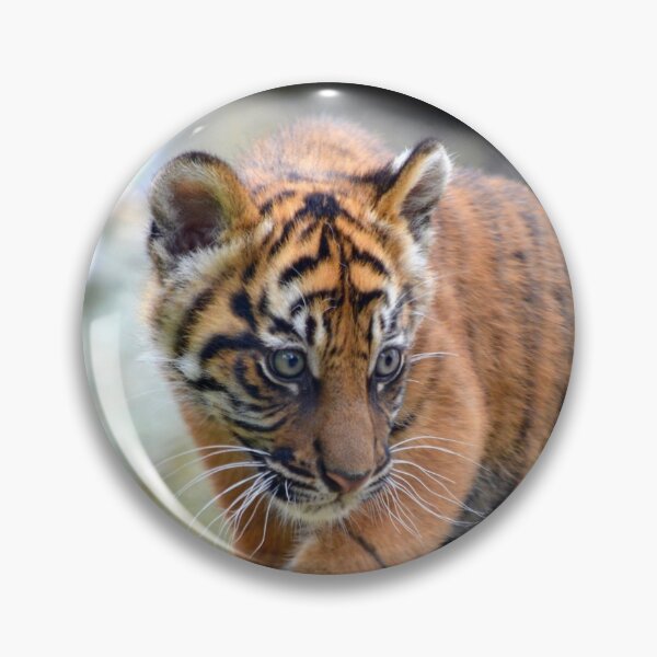 Item preview, Curious Kinleigh the Tiger Cub designed and sold by richardbryce.