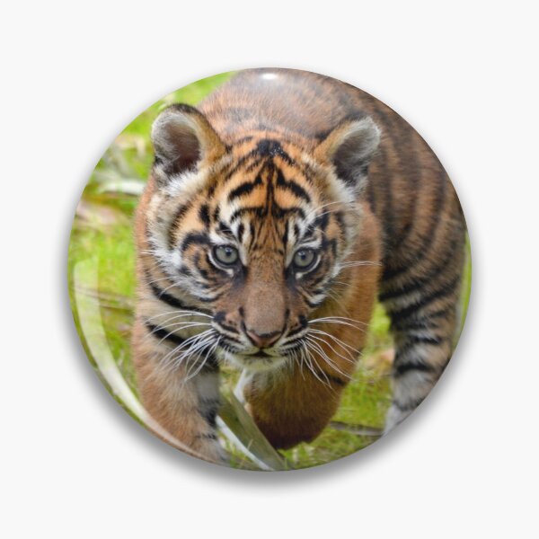 Item preview, Tiger Cub on the Move designed and sold by richardbryce.