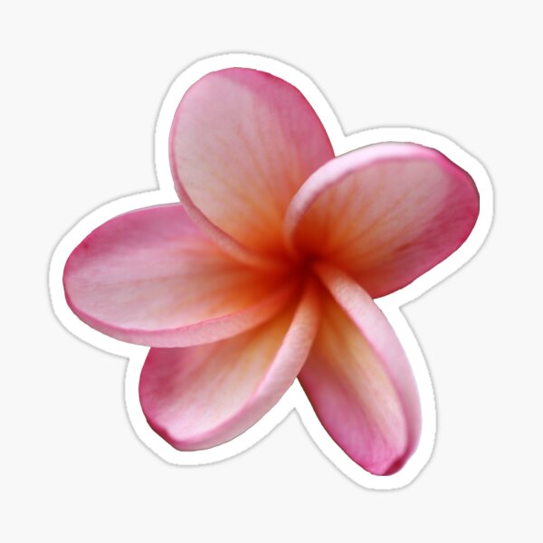Item preview, Pink Frangipani designed and sold by STHogan.