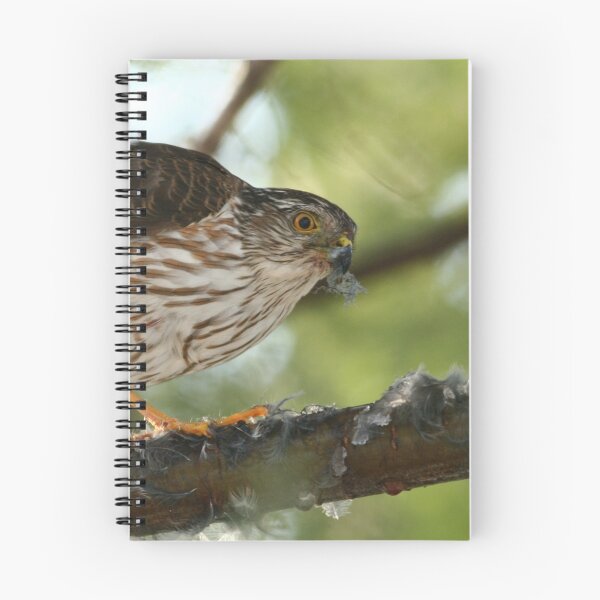 Item preview, Sharp-shinned Hawk designed and sold by Enola Gay Wagner.