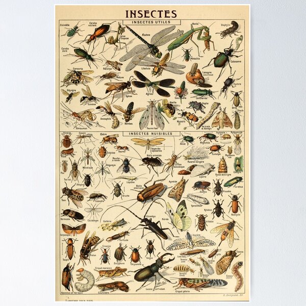 Item preview, Insects in French designed and sold by Salocin.