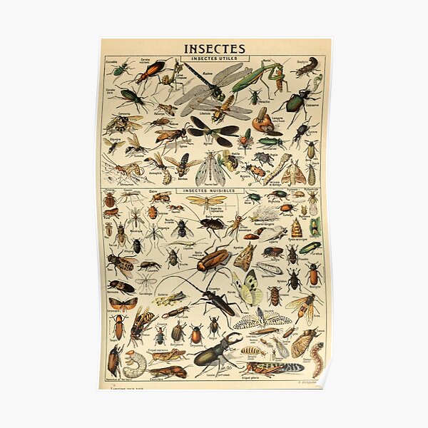 Insects in French Poster
