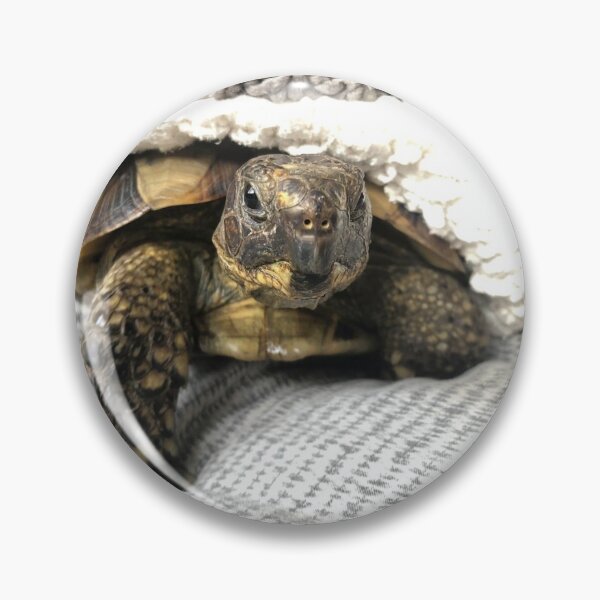 Item preview, Cute Funny Tortoise Turtle Photograph Animal photography Pets Animal Lovers Reptile  designed and sold by Talia  Jones.