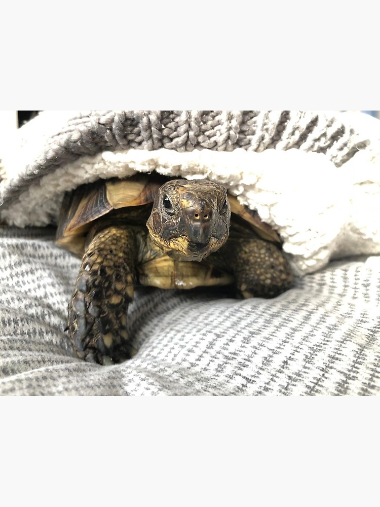 Cute Funny Tortoise Turtle Photograph Animal photography Pets Animal Lovers Reptile Cute Funny Tortoise Turtle Photograph Animal photography Pets Animal Lovers Reptile