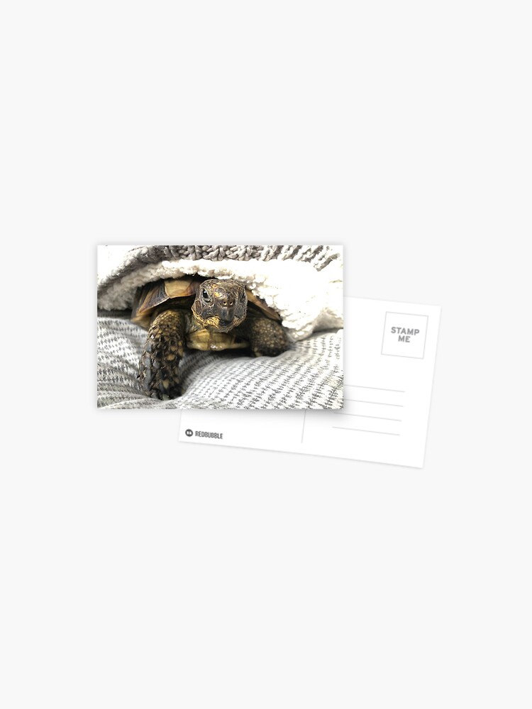 Cute Funny Tortoise Turtle Photograph Animal photography Pets Animal Lovers Reptile Cute Funny Tortoise Turtle Photograph Animal photography Pets Animal Lovers Reptile