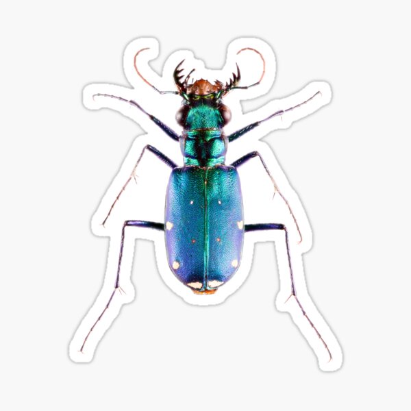 Six-spotted Green Tiger Beetle (Cicindela sexguttata) Sticker