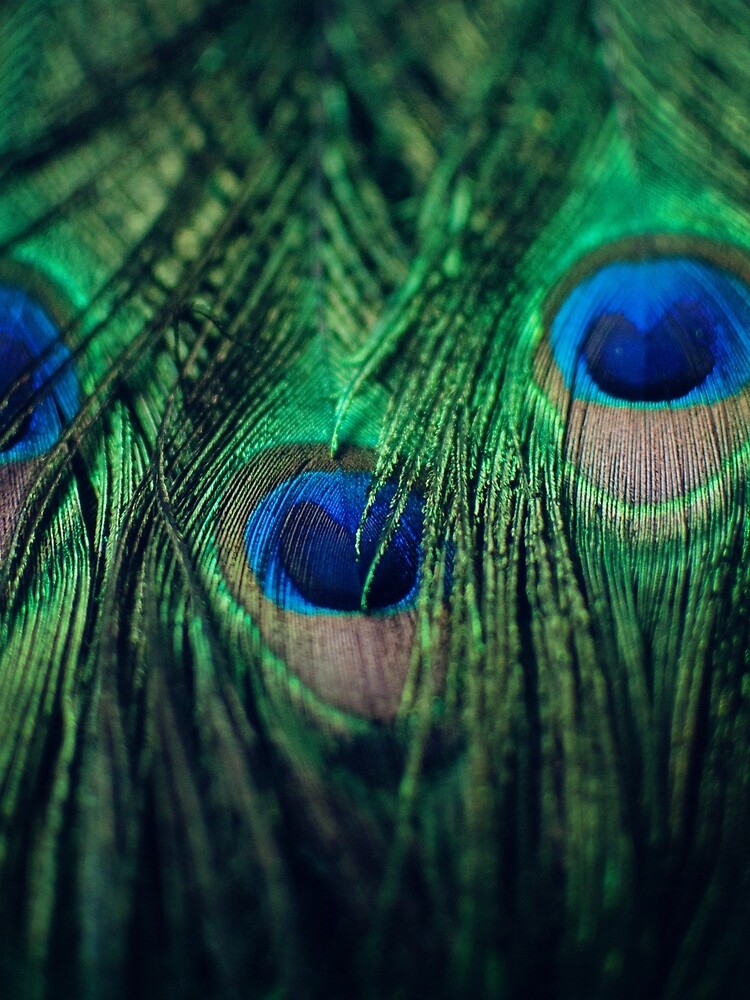 Peacock Feathers by chelseavictoria