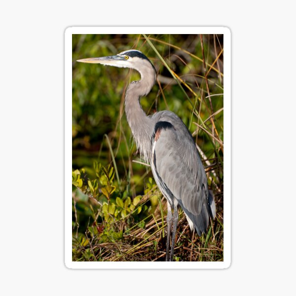 STOCK ~ Great Blue Heron #3 Sticker