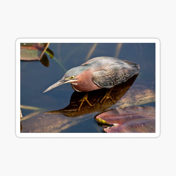 STOCK ~ Green Heron #2 Sticker