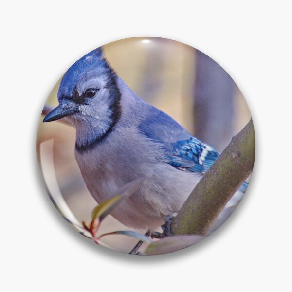 Item preview, Blue Jay designed and sold by Photos by Phil.