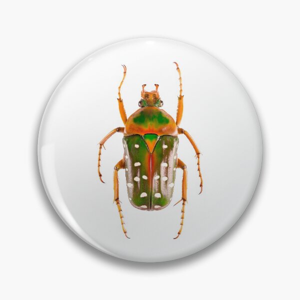 Item preview, Spotted Flower Beetle (Stephanorrhina guttata ashantica) designed and sold by Tim Christensen.