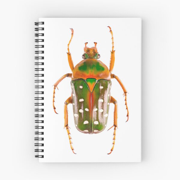 Item preview, Spotted Flower Beetle (Stephanorrhina guttata ashantica) designed and sold by Tim Christensen.