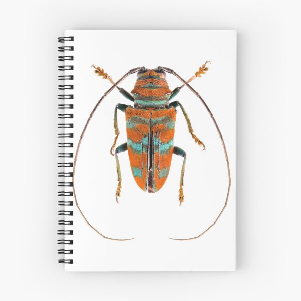 Item preview, Long Horn Beetle (Sternotomis pulchra) designed and sold by Tim Christensen.