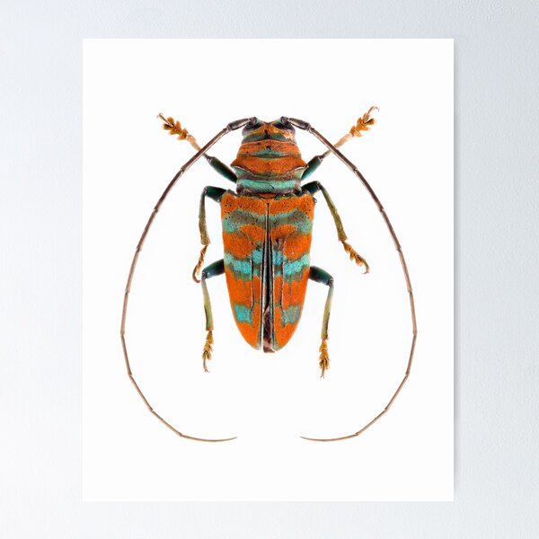 Item preview, Long Horn Beetle (Sternotomis pulchra) designed and sold by Tim Christensen.