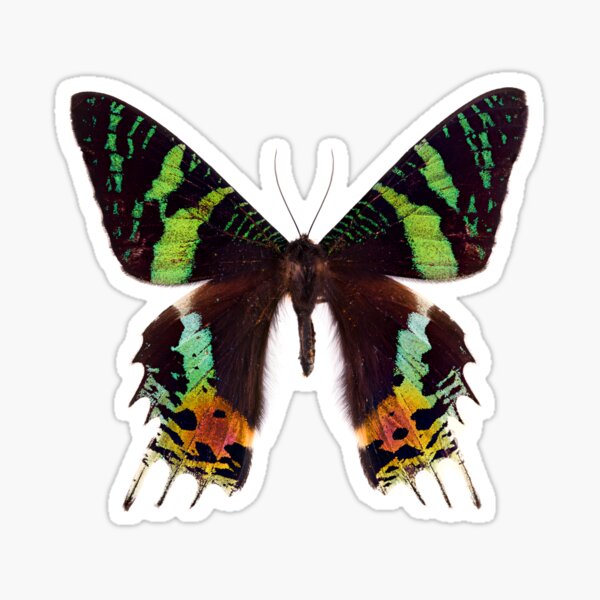 Madagascan sunset moth (Chrysiridia rhipheus) Sticker