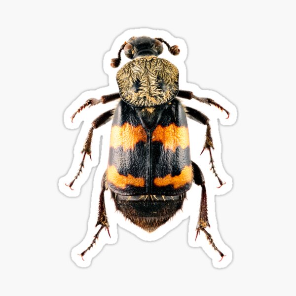 Gold-necked burying beetle (Nicrophorus tomentosus) Sticker