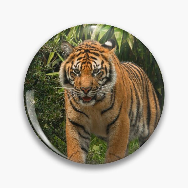 Item preview, A Sumatran Tiger designed and sold by lilbuddha19.