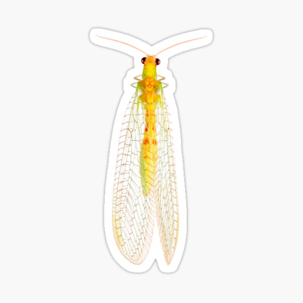 Green Lacewing (Chrysopa quadripunctata) Sticker
