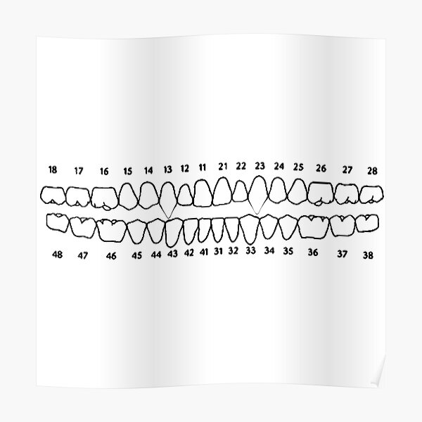 "Vampire Teeth Dental Chart" Poster by sprayrainbow Redbubble
